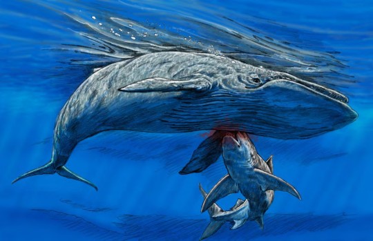 Impresión artística del megalodón que se dio un festín con la aleta de la ballena hace millones de años (Godfrey & Lewis, Carnets Geol, Tim Scheirer, Clarence Schumaker, Calvert Marine Museum) 
