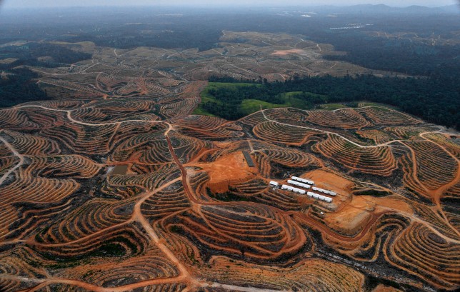 Árboles talados en un bosque en la concesión de Karya Makmur Abadi, Borneo, que se está desarrollando para una plantación de palma aceitera (Imagen: Getty Images)